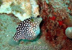 Hawaiian Whitespotted Toby by Jozef Butala 